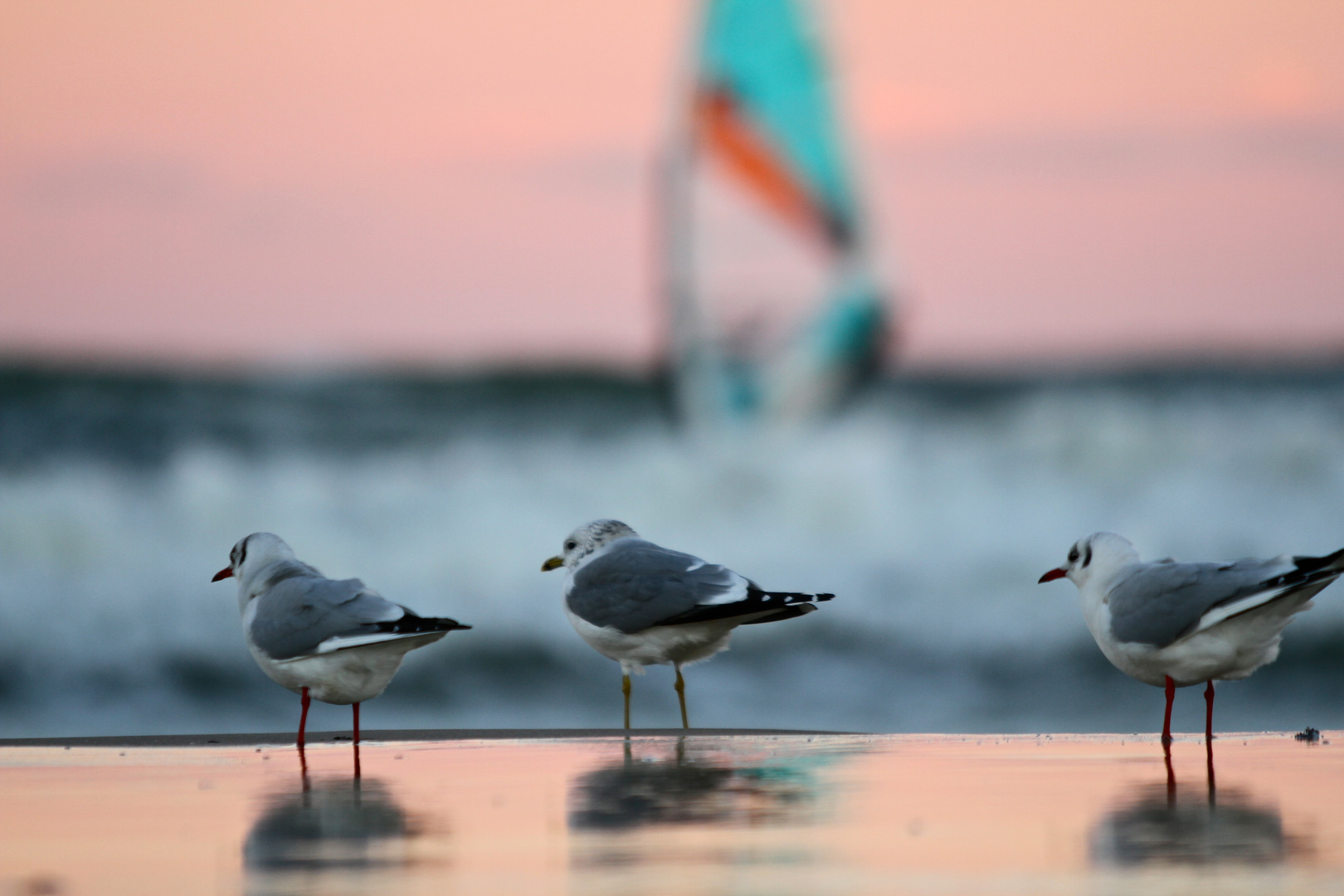 Surfer/Strand