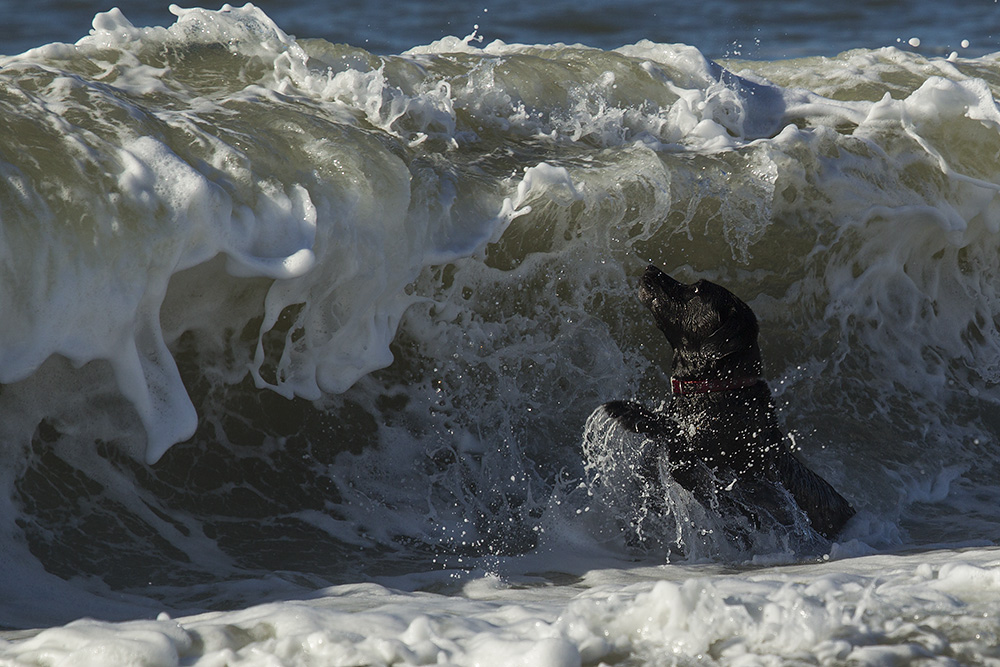 Surfin´...