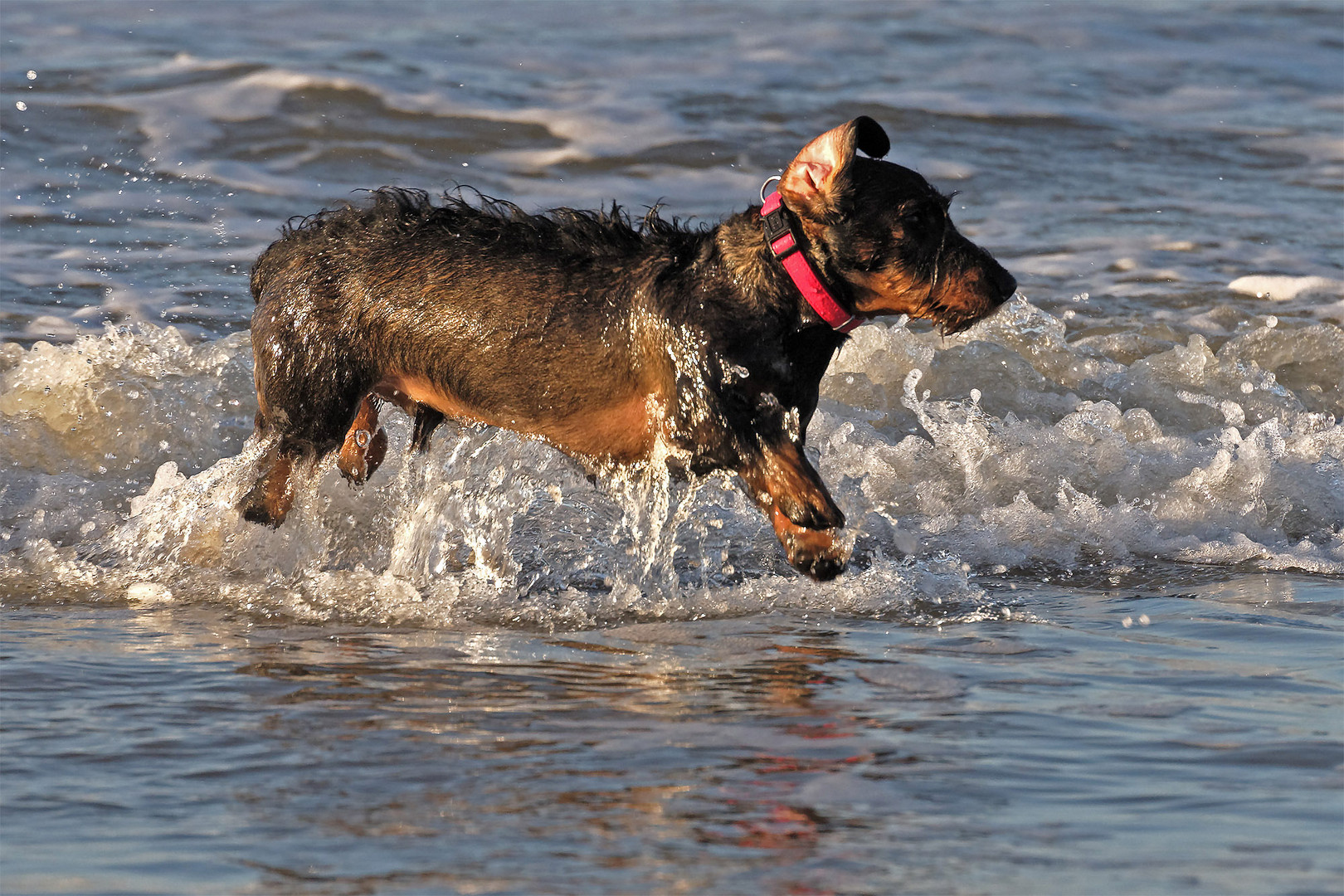 Surfin Dachshund