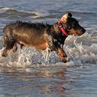 Surfin Dachshund