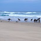 surfin' kangaroos 2