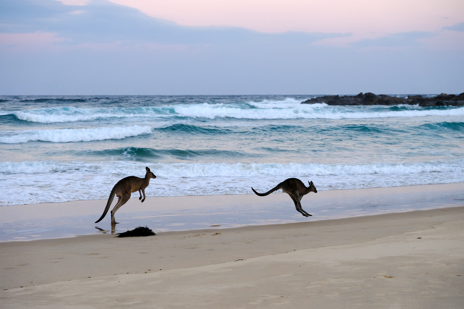 surfin' kangaroos 3