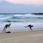 surfin' kangaroos 3