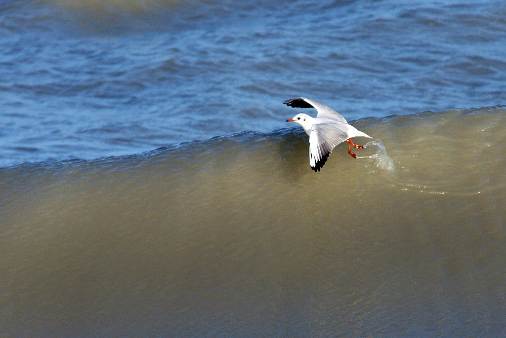 surfing