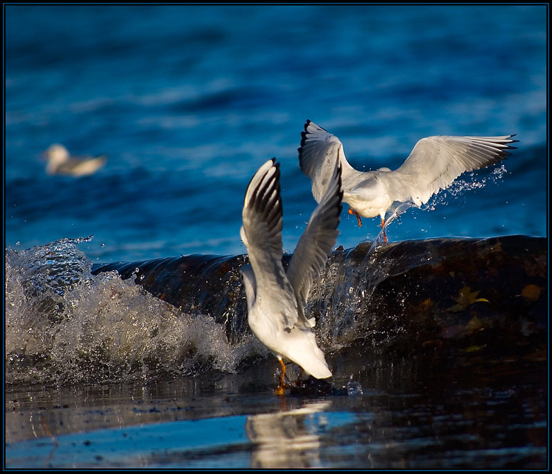 Surfing birds