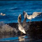 Surfing birds