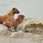 surfing Boxers