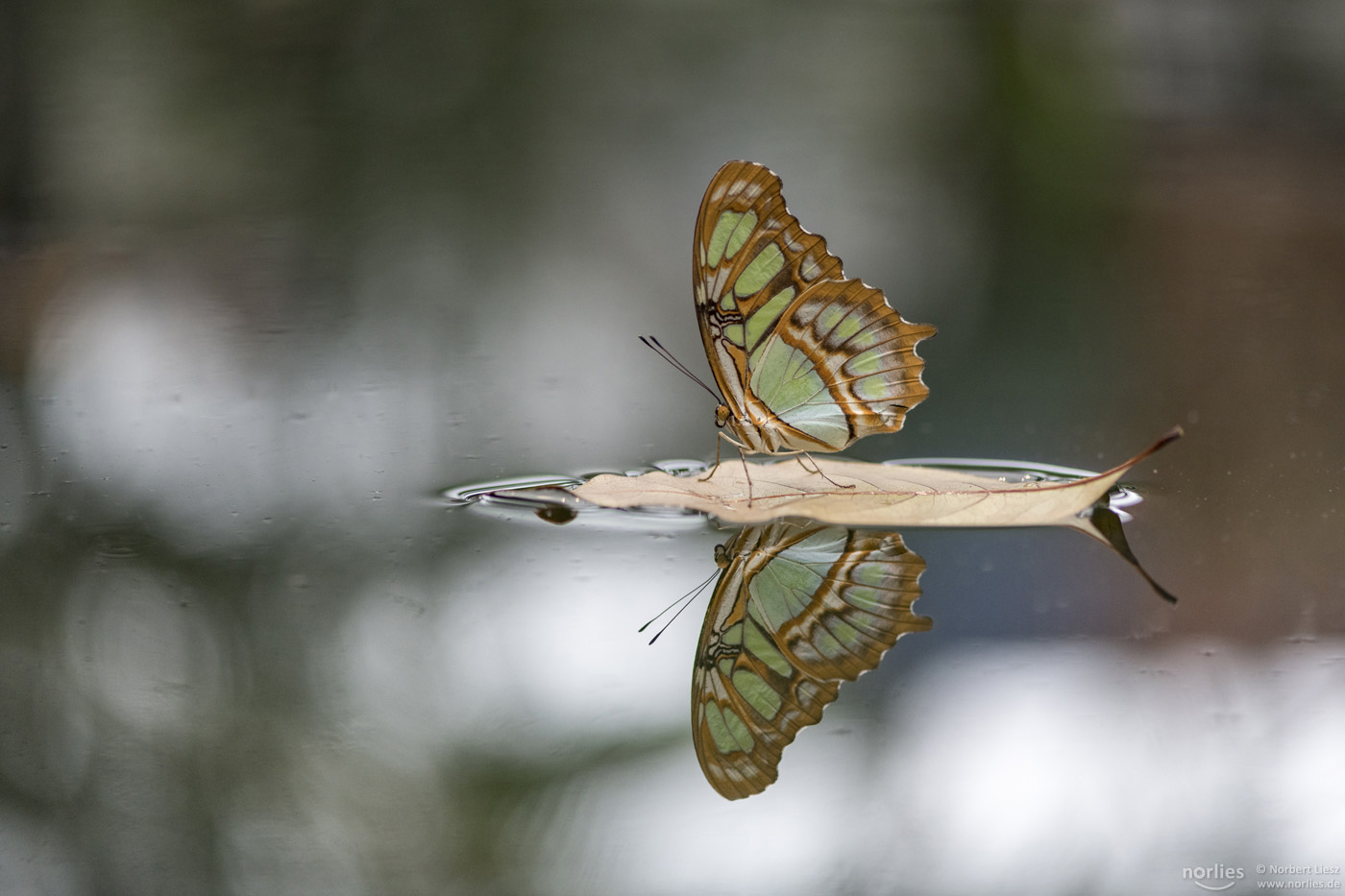 surfing butterfly