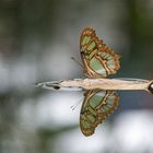 surfing butterfly