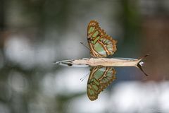 surfing butterfly