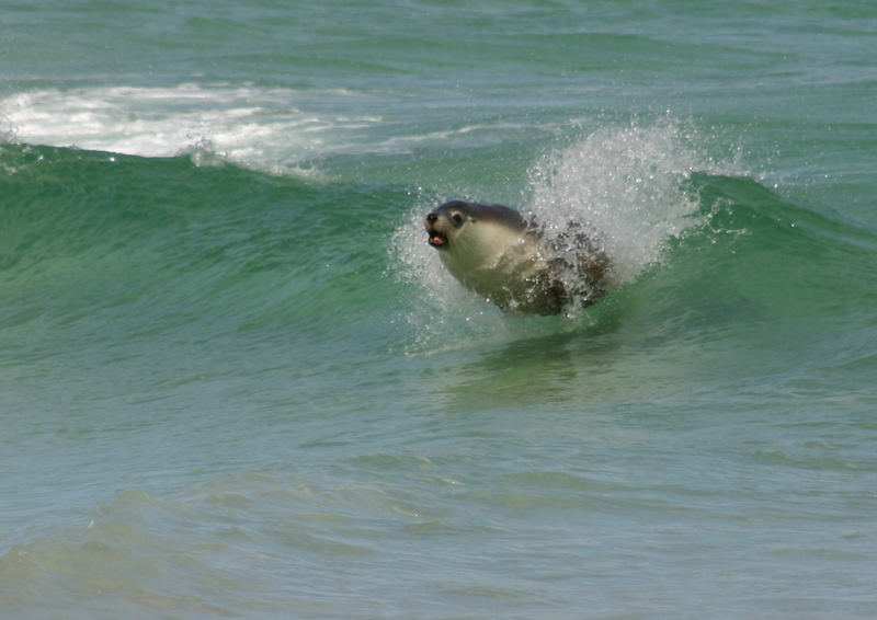 Surfing