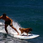 - surfing dog -