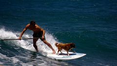 - surfing dog -