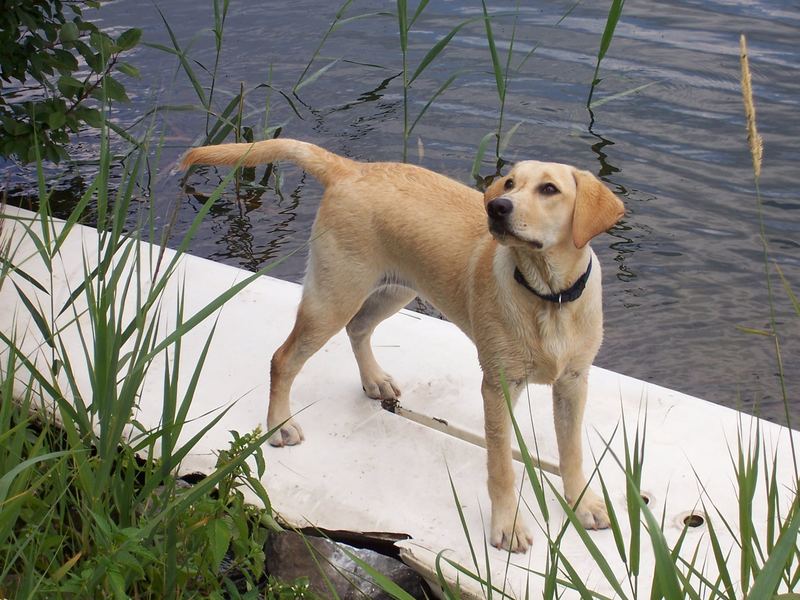 Surfing Dog