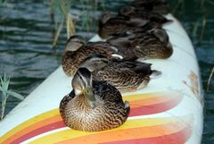 Surfing ducks