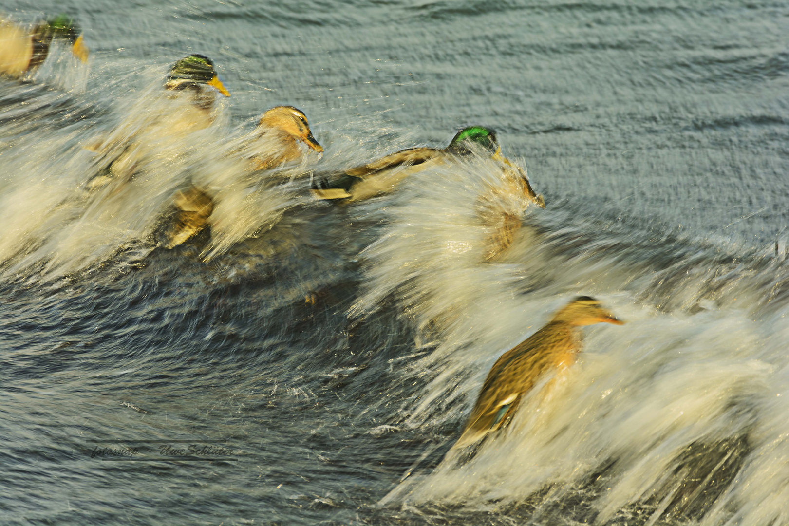 surfing ducks