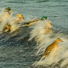 surfing ducks