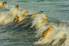 surfing ducks