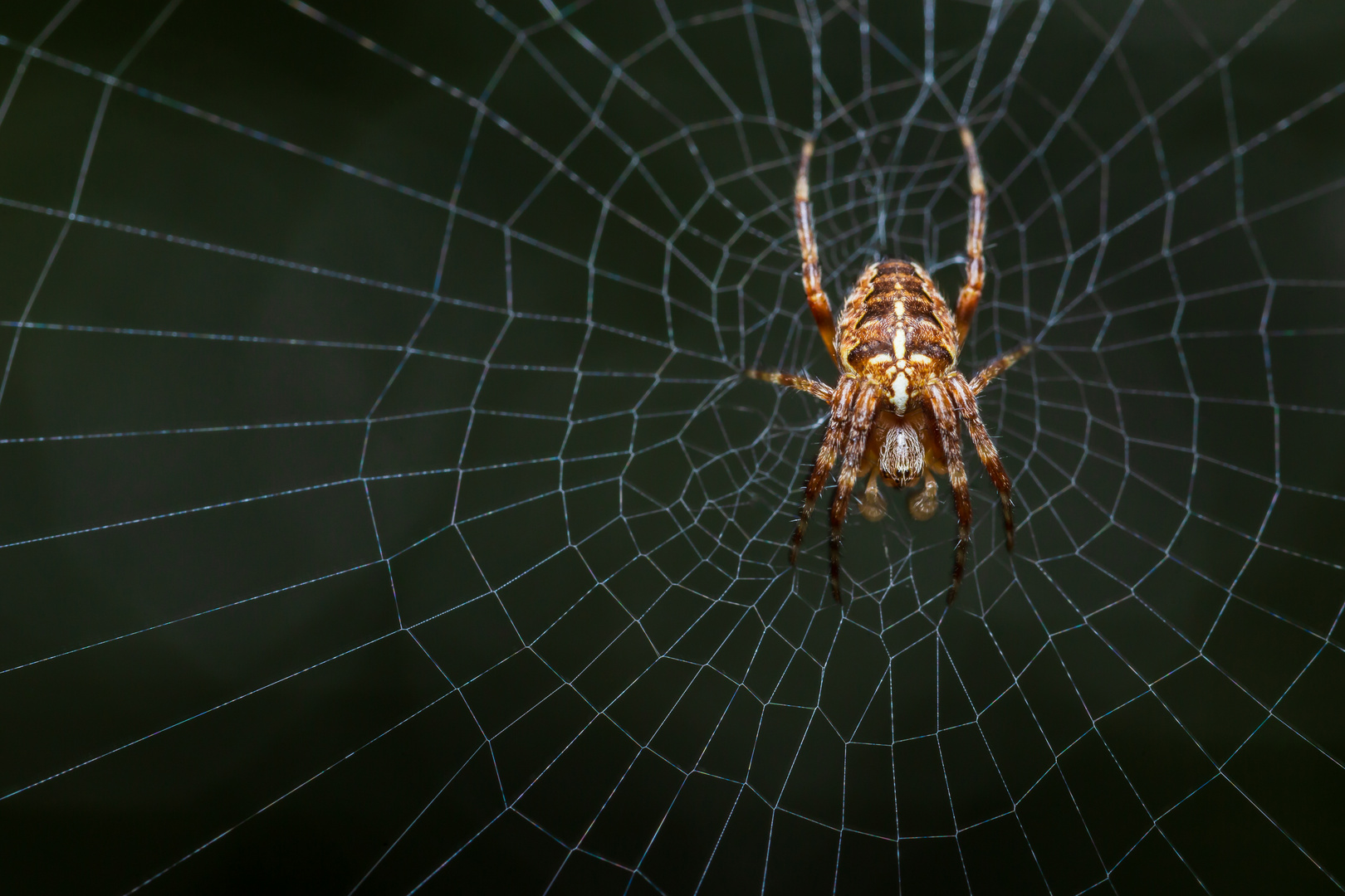 Surfing in the web...