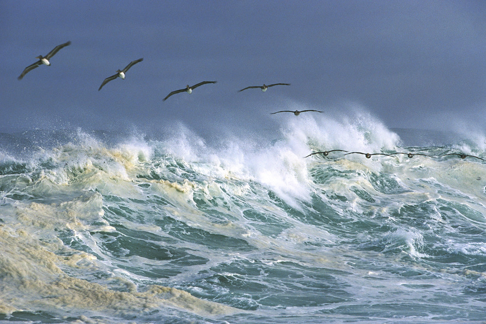 Surfing Pelicans