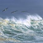 Surfing Pelicans