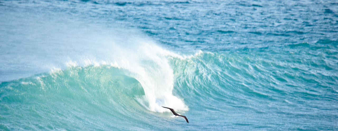 Surfing Seagull