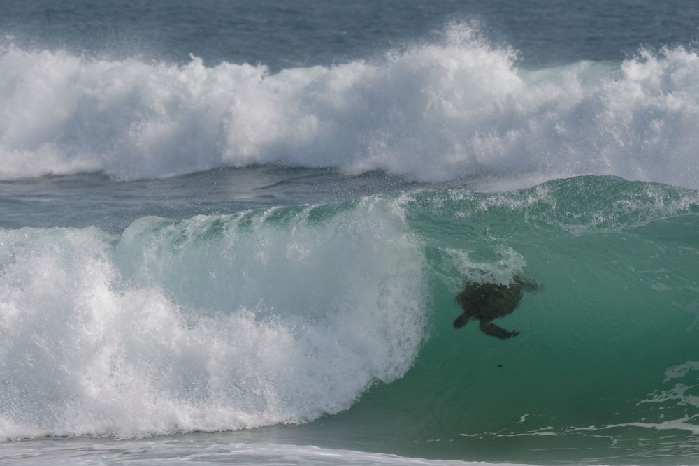 Surfing Turtle