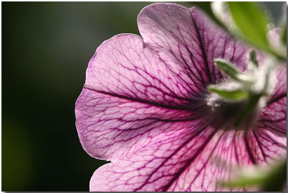 Surfinienblüte im Gegenlicht....