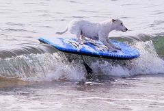 Surfin´in Denmark