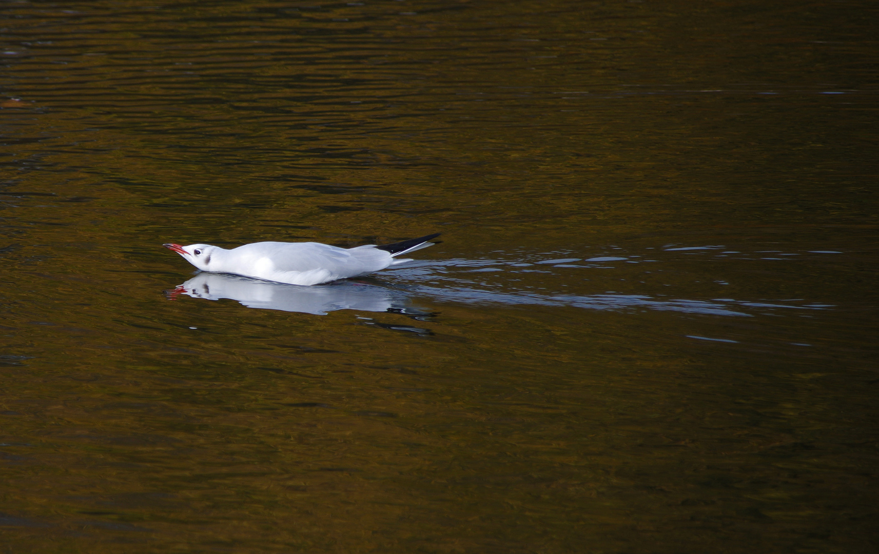 Surf...Möwe...Surf