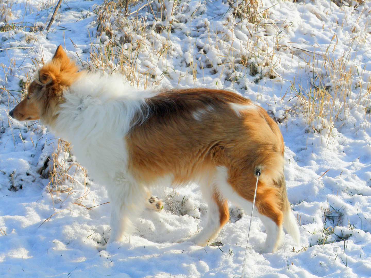 Suri und ihr erster Schnee