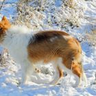 Suri und ihr erster Schnee