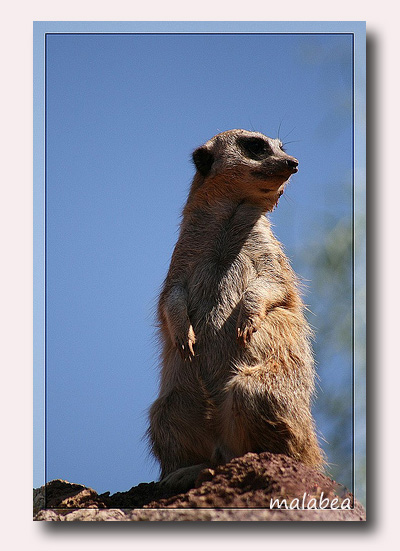 suricata