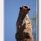 suricata