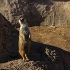 Suricata