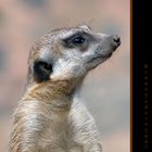 Suricata