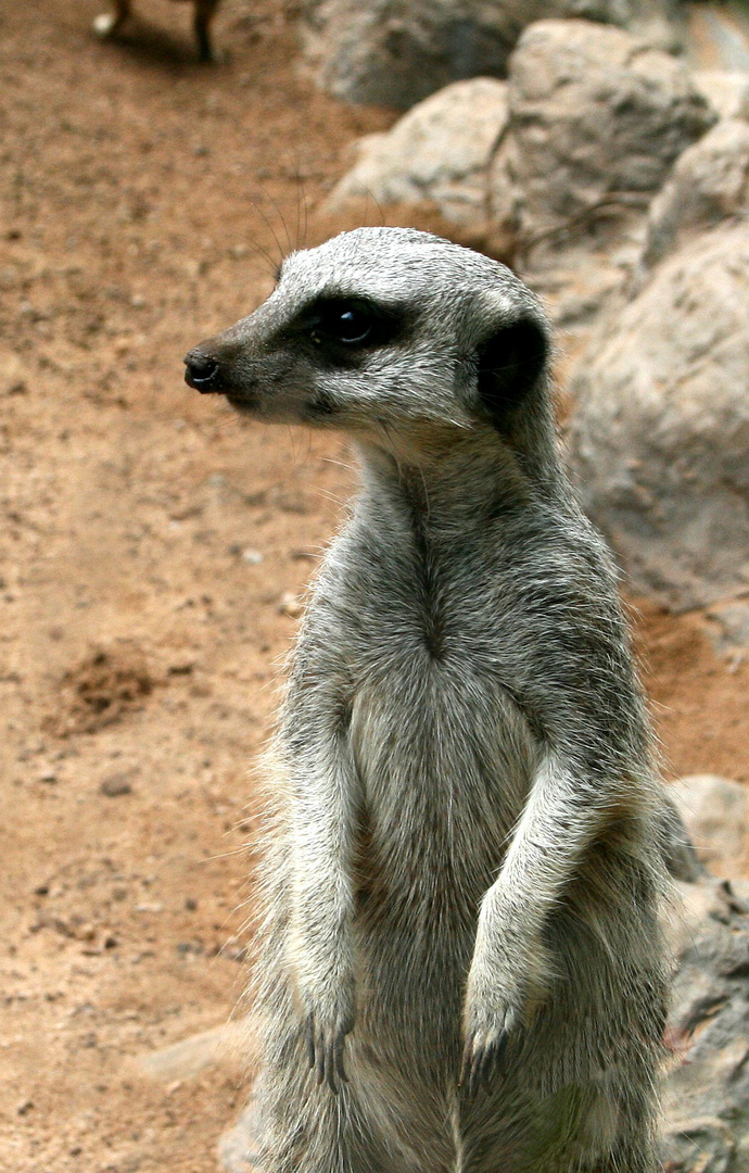 Suricata canario