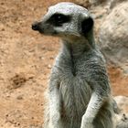 Suricata canario