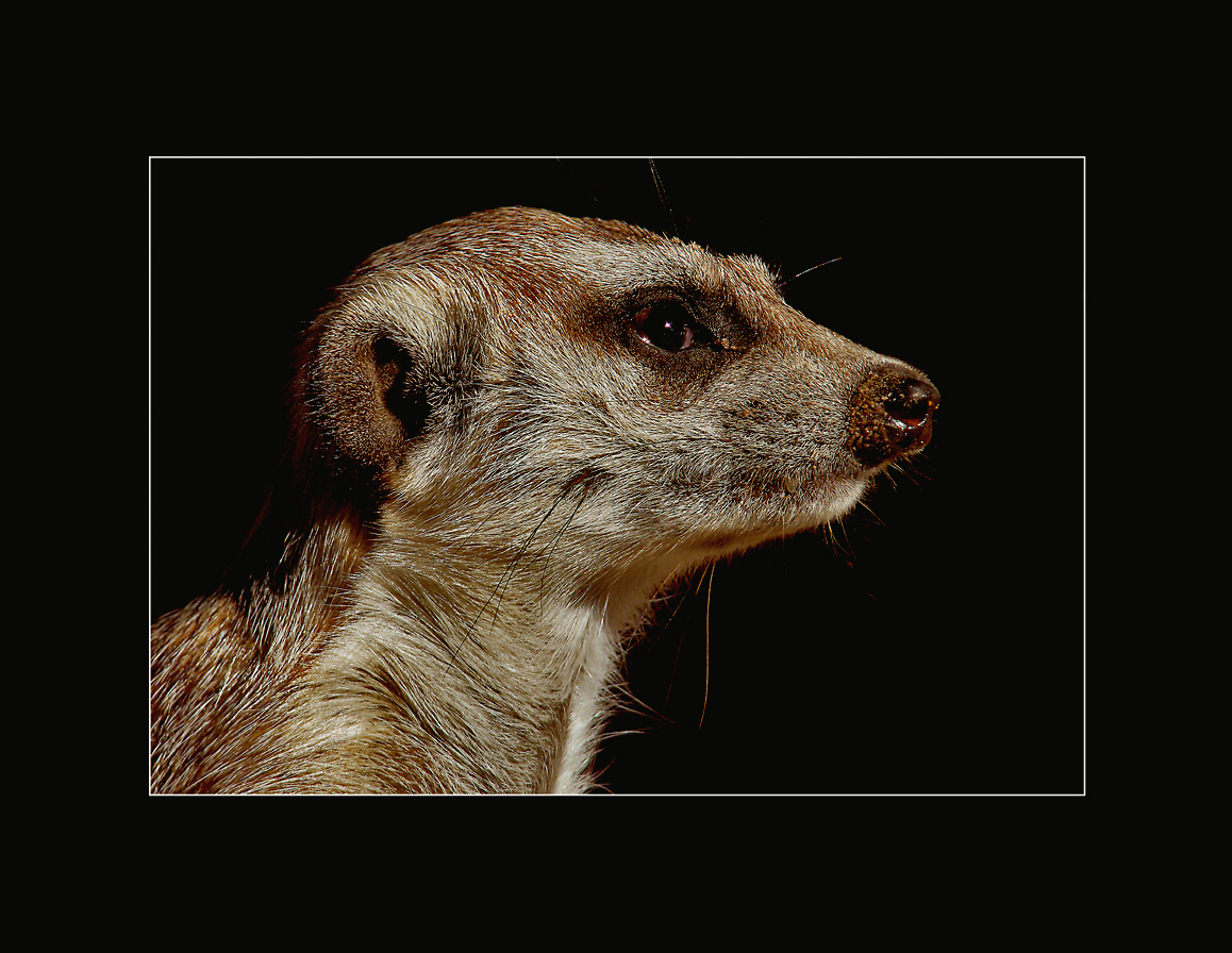 Suricata