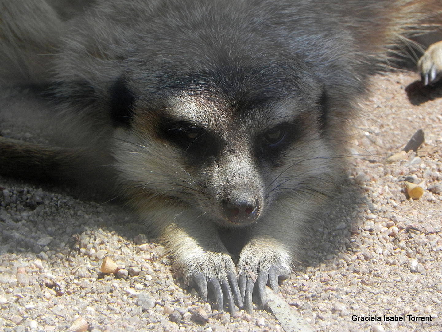 SURICATA