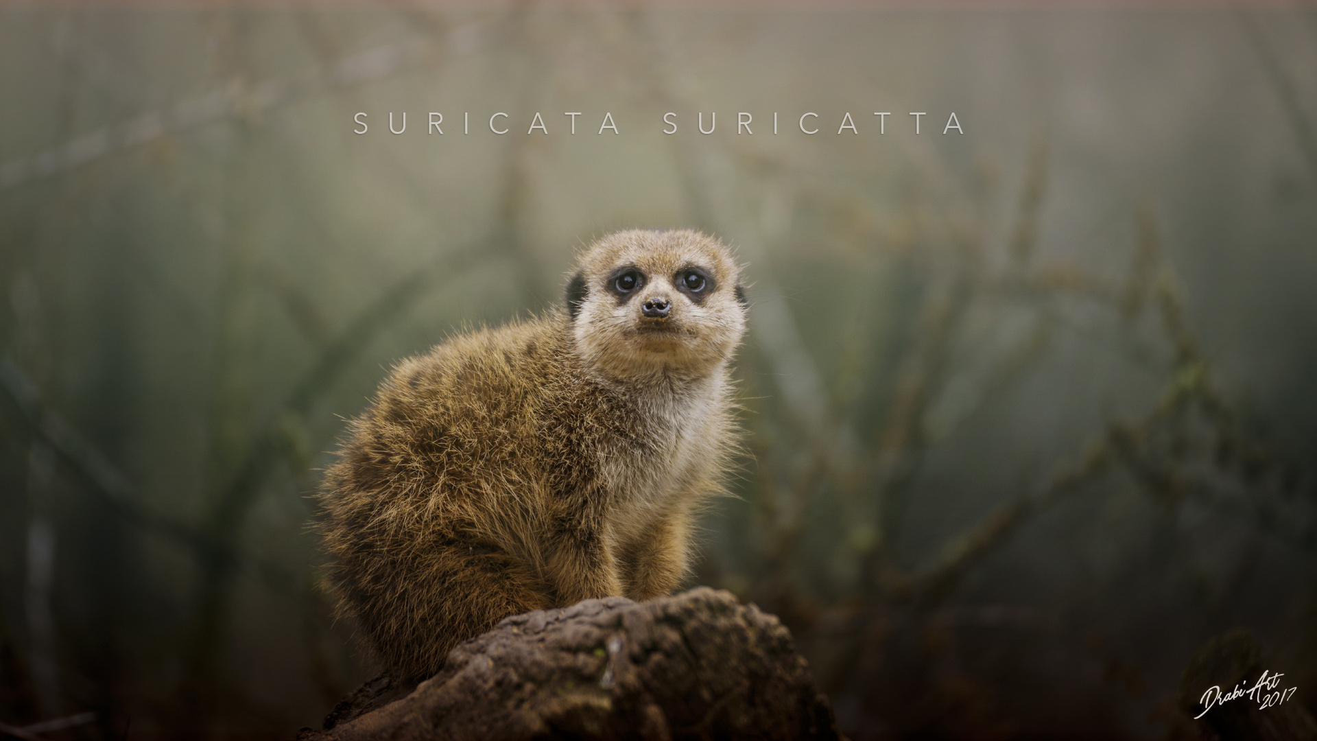 Suricata Suricatta