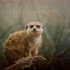 Suricata Suricatta