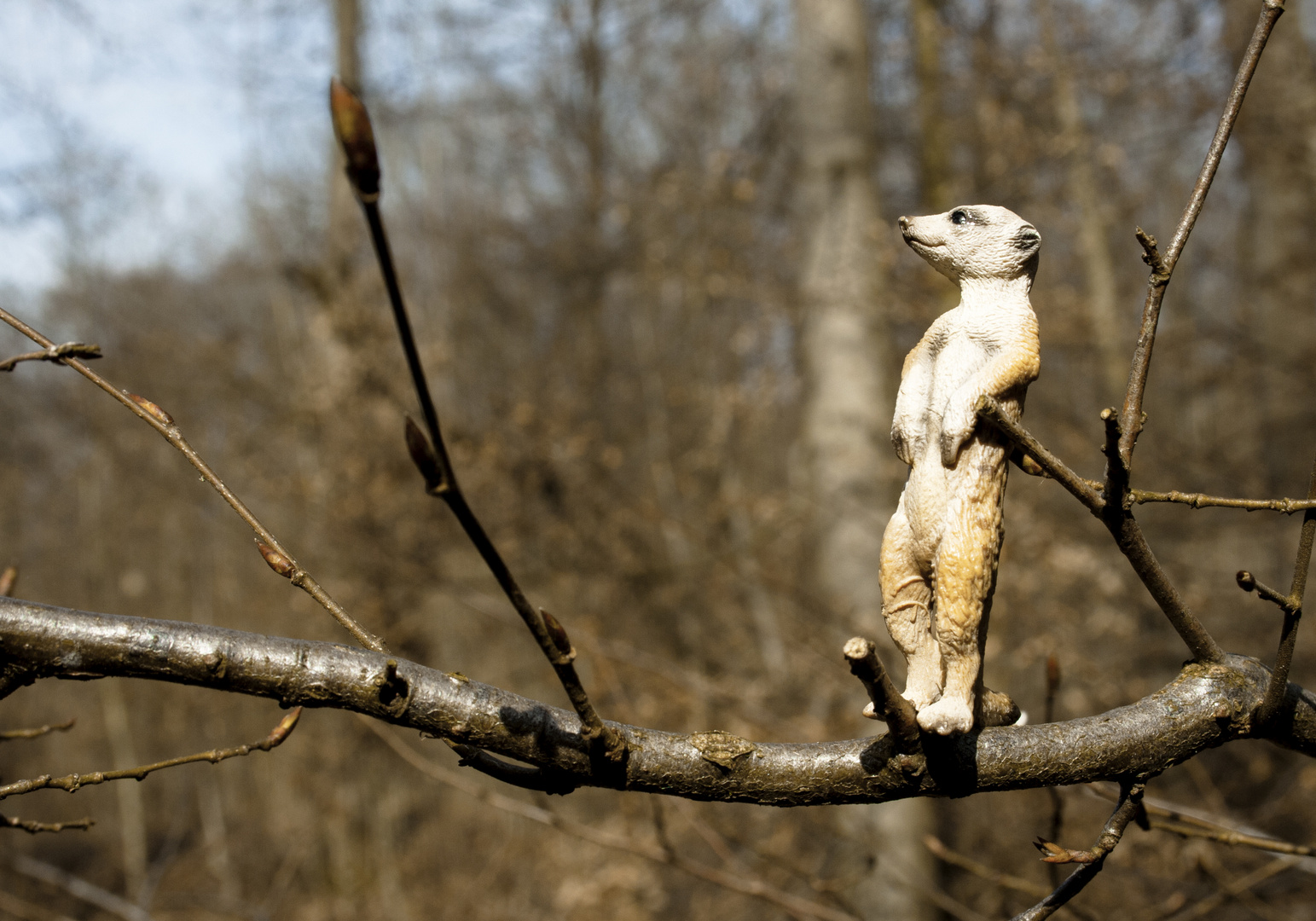 Suricata suricatta