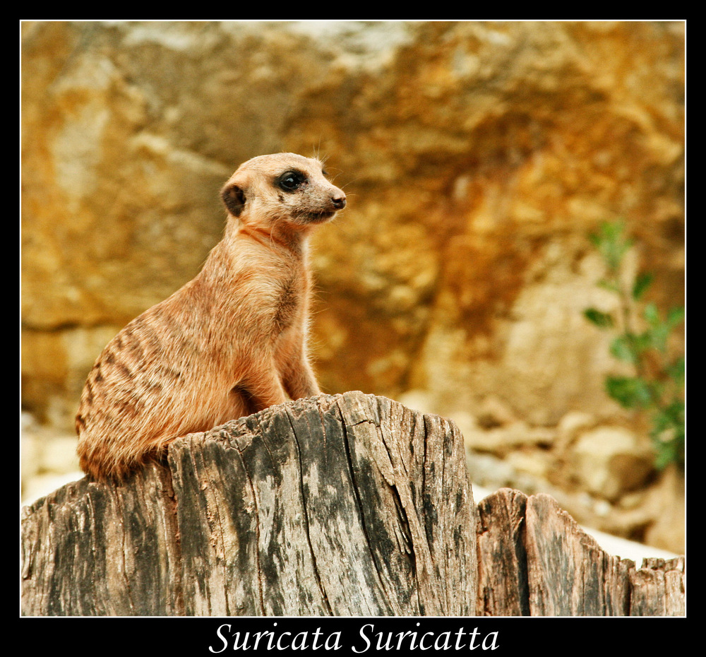 Suricata Suricatta