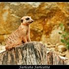 Suricata Suricatta