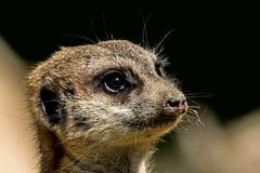 Suricata suricatta