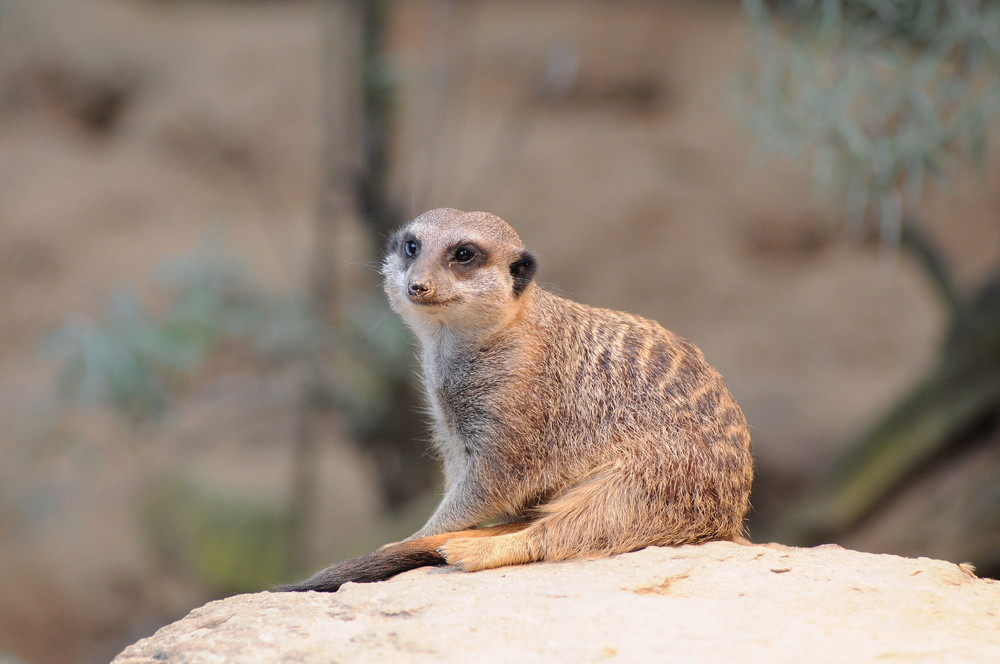 Suricata suricatta