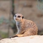 Suricata suricatta