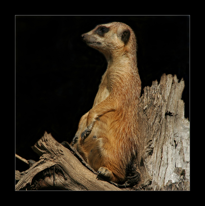 Suricata suricatta