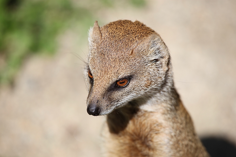 suricata suricatta - erdmaennchen